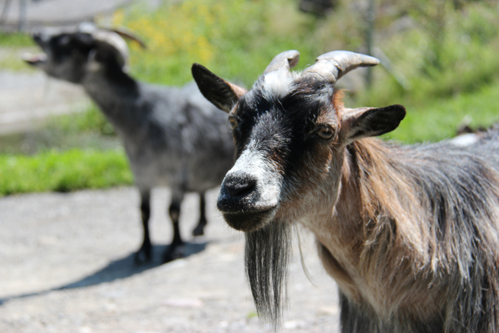 Tierpark Dählhölzli