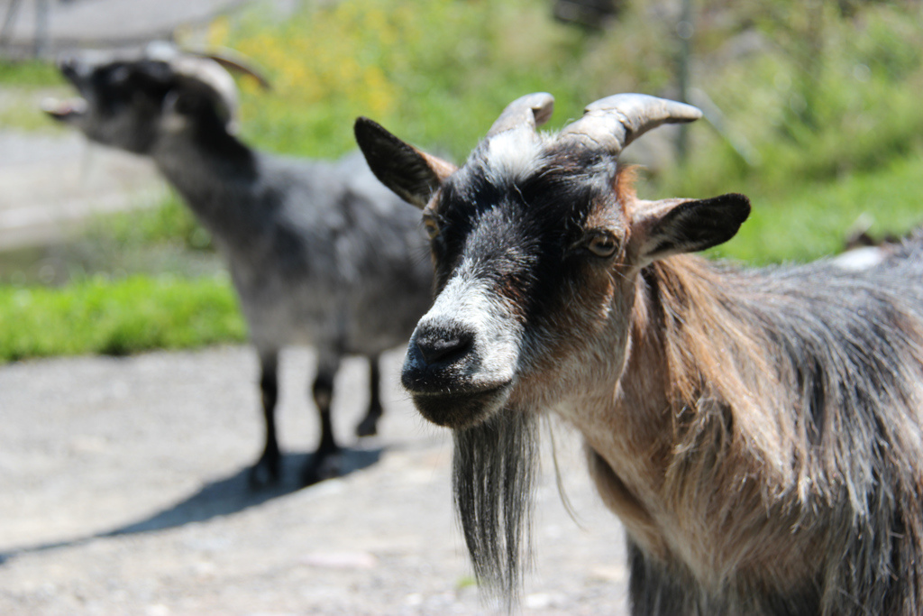 Tierpark Dählhölzli